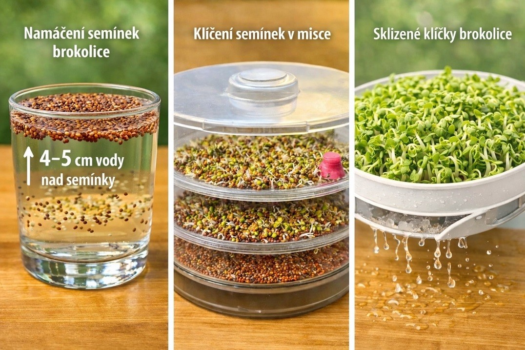 Návod jak namáčet semínka na klíčení